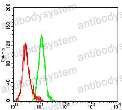 Anti-KRT19/CK19 Antibody (R3B31)