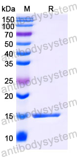 Anti-Human CD126/IL6R/IL-6RA Nanobody (SAA1278)