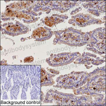 Anti-CD63 Antibody (R3B45)