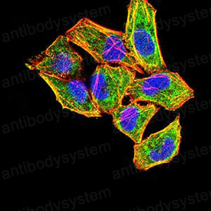 Anti-FGF2/FGFb Antibody (R3B47)