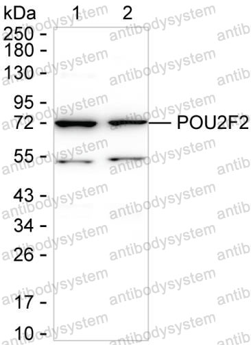 Anti-POU2F2 Antibody (R3B49)