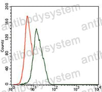 Anti-ENO2/NSE Antibody (R3B50)