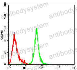 Anti-ACAA1 Antibody (R3B54)