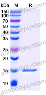 Anti-Human CD7 Nanobody (SAA1260)