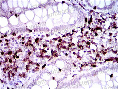 Anti-CD7 Antibody (R3B63)