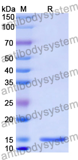 Anti-Human TACSTD2/TROP2 Nanobody (SAA2054)