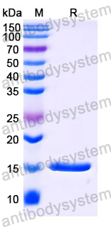 Anti-Human FURIN Nanobody (SAA1180)