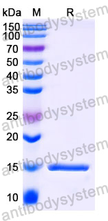 Anti-Human FURIN Nanobody (SAA1044)