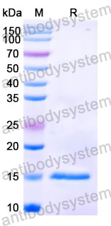 Anti-Human C4b Nanobody (SAA0908)