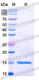 Anti-Human C4b Nanobody (SAA0907)