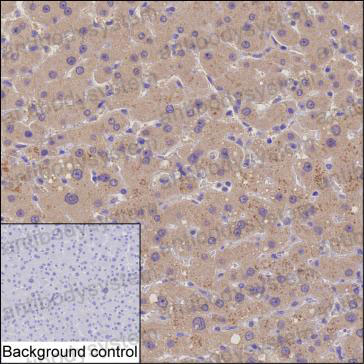 Anti-GSTT2B Antibody (R3B86)
