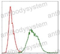 Anti-UBB Antibody (R3B89)