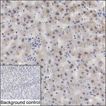 Anti-GLI2 Antibody (R3C01)