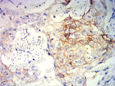 Anti-GZMB Antibody (R3C02)