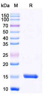 Anti-Human CCL3/MIP-1-alpha Nanobody (SAA1270)