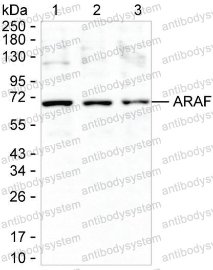 Anti-ARAF Antibody (R3C05)