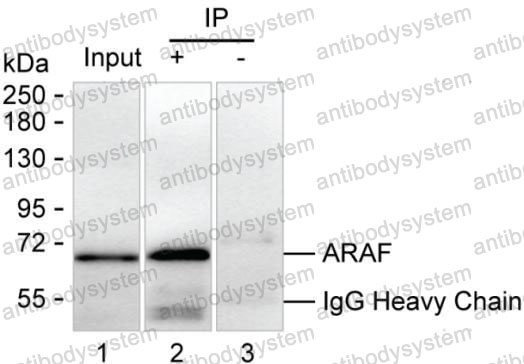 Anti-ARAF Antibody (R3C06)