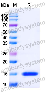 Anti-Human BCL2 Nanobody (SAA1206)