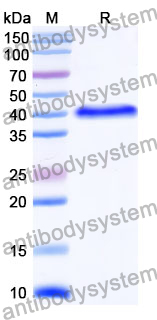 Anti-Human Bcl2 Antibody (SAA1989)