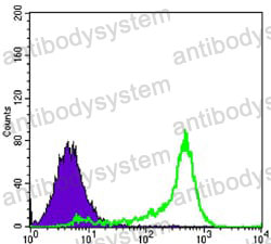 Anti-BCL2 Antibody (R3C07)