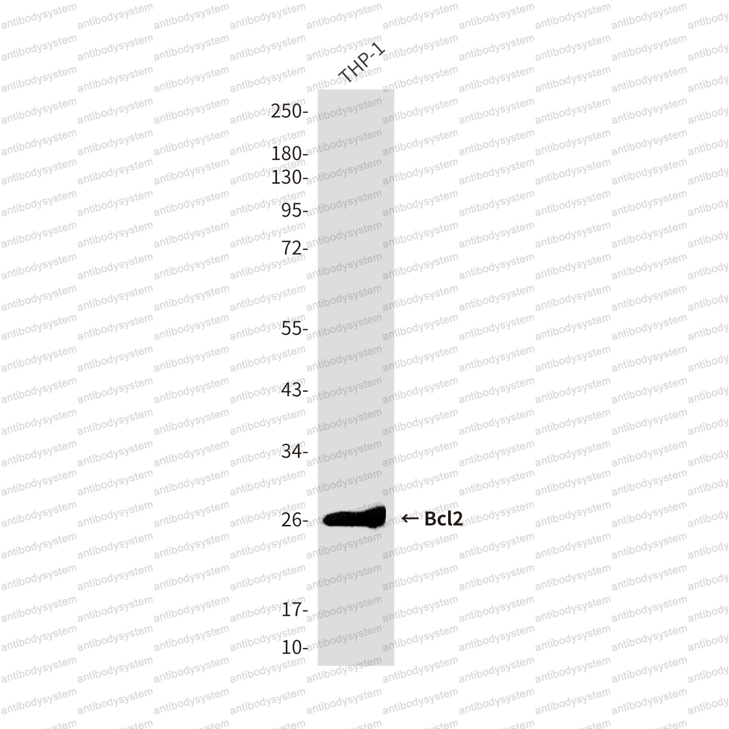 Anti-BCL2 Antibody (R3C11)