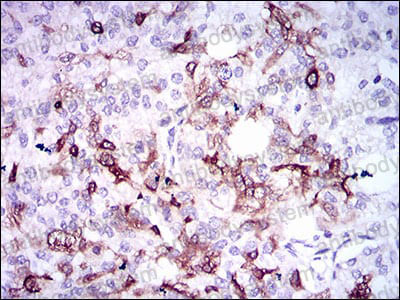 Anti-OPN/Spp1 Antibody (R3C13)