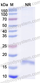 Anti-Human MAPT/Tau/PHF-tau Nanobody (SAA1351)