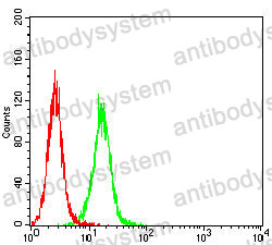 Anti-CHGA Antibody (R3C19)