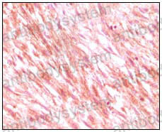 Anti-CD117/KIT Antibody (R3C24)