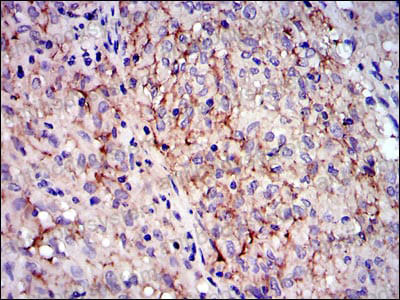 Anti-CD117/KIT Antibody (R3C25)