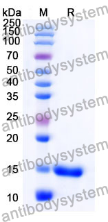 Anti-Human CD28 Nanobody (SAA1283)