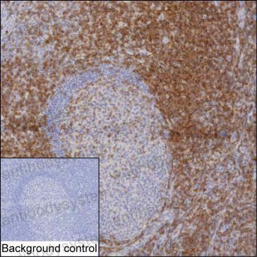 Anti-CD28 Antibody (R3C32)