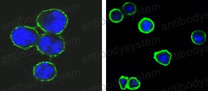 Anti-CD37/TSPAN26 Antibody (R3C41)