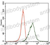 Anti-MAP2 Antibody (R3C42)
