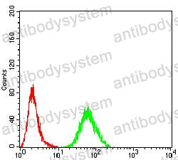 Anti-RALA Antibody (R3C50)