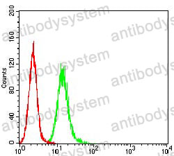 Anti-RALB Antibody (R3C52)