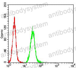Anti-RALB Antibody (R3C53)