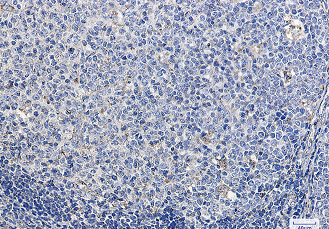 Anti-CD107a/LAMP1 Antibody (R1N33)