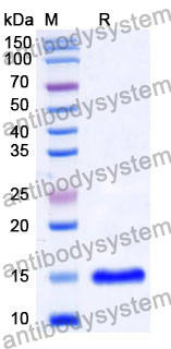 Anti-Human CD331/FGFR1 Nanobody (SAA1366)