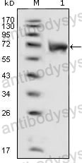 Anti-CD331/FGFR1 Antibody (R3C58)