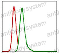 Anti-G6PD Antibody (R3C62)