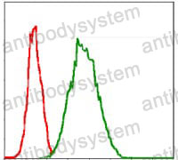 Anti-G6PD Antibody (R3C63)