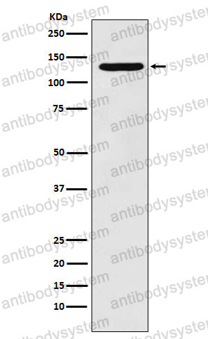 Anti-PC Antibody (R1N41)