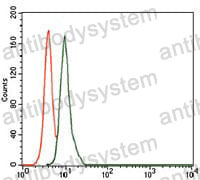 Anti-SCGB1A1/Uteroglobin Antibody (R3C67)