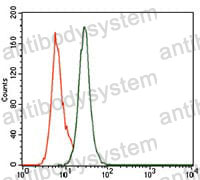 Anti-PCNA Antibody (R3C75)