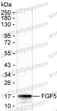 Anti-FGF5 Antibody (R3C78)