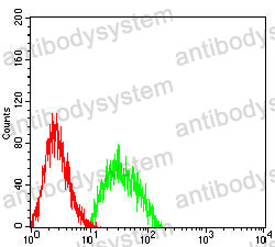Anti-NEFH Antibody (R3C82)