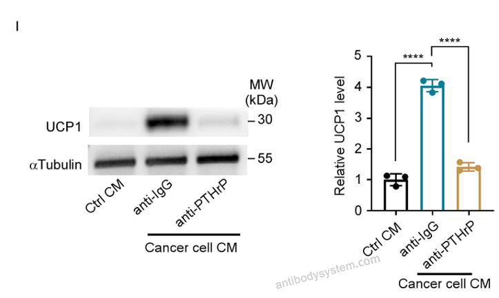 Bioactivity for Anti-Human PTHrP/PTHLH (1-34) Antibody (SAA0326) ?>