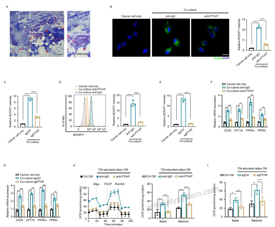 Bioactivity for Anti-Human PTHrP/PTHLH (1-34) Antibody (SAA0326) ?>