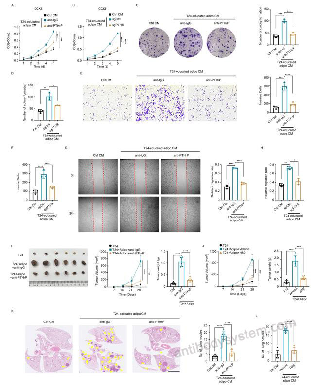 Bioactivity for Anti-Human PTHrP/PTHLH (1-34) Antibody (SAA0326) ?>